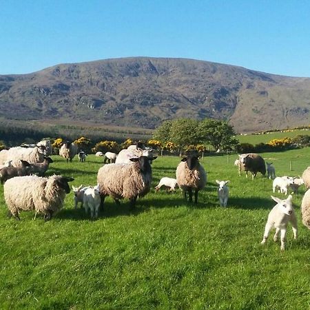 Avondale Villa Sligo Exteriör bild