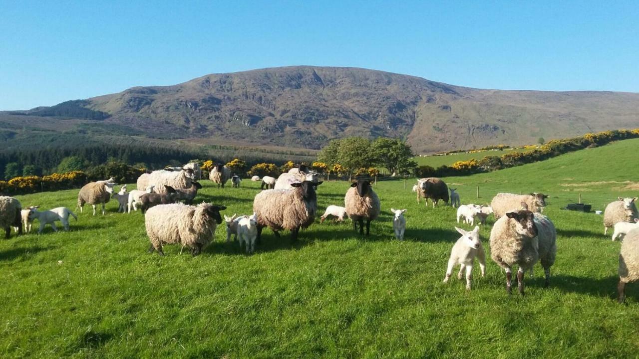Avondale Villa Sligo Exteriör bild